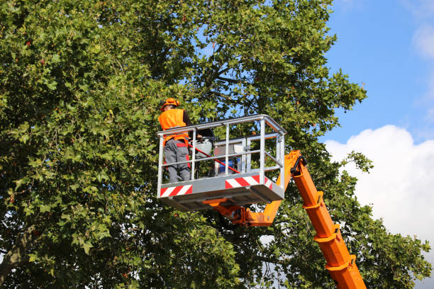 Why Choose Our Tree Removal Services in Everett, MA?